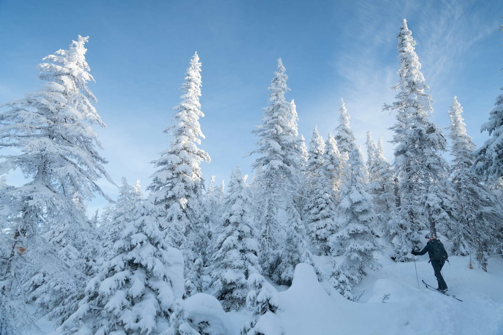 Hiihtäjä lumisten kuusten keskellä talvimetsässä